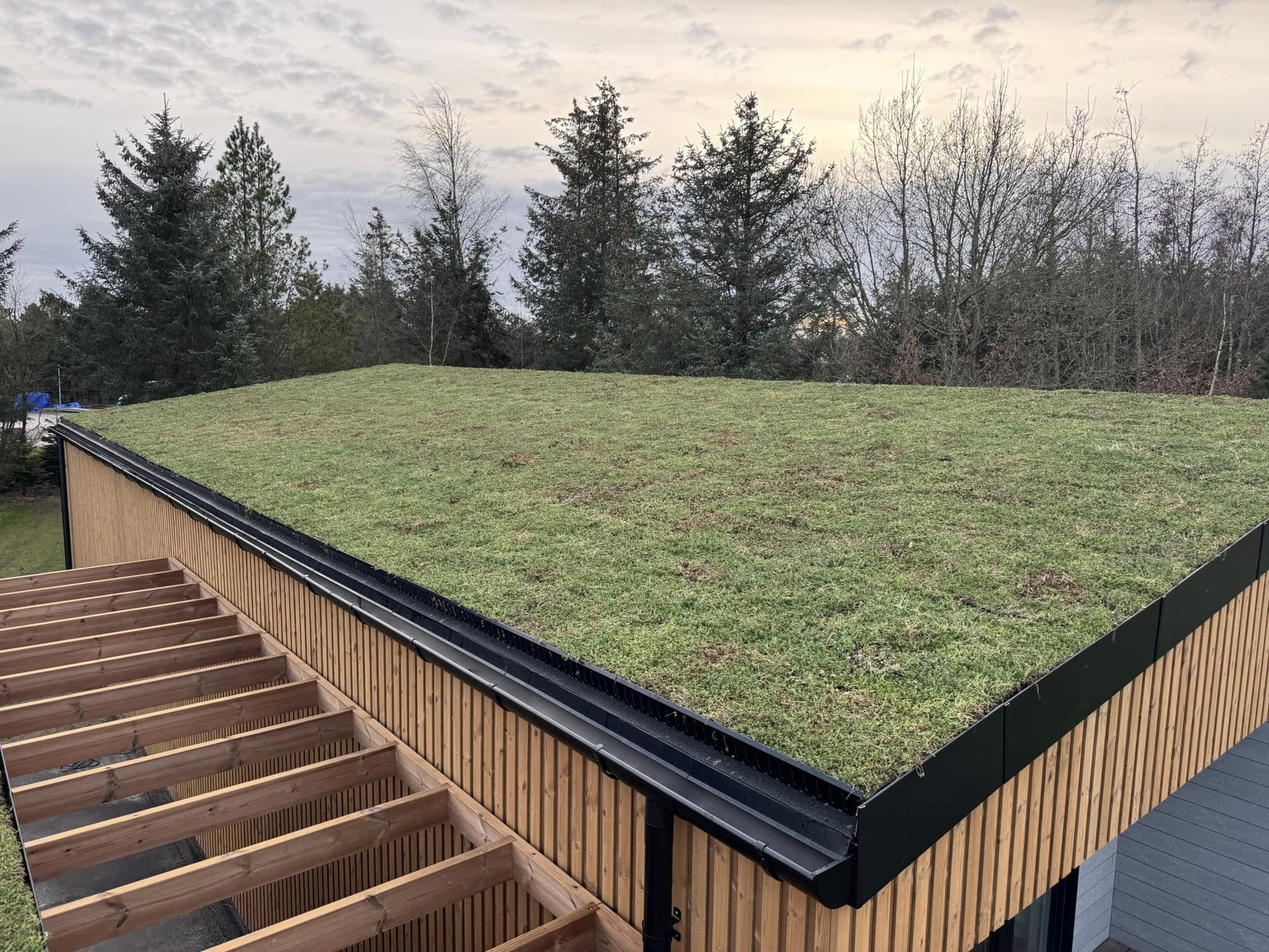 Sedumtag på træbeklædt sommerhus